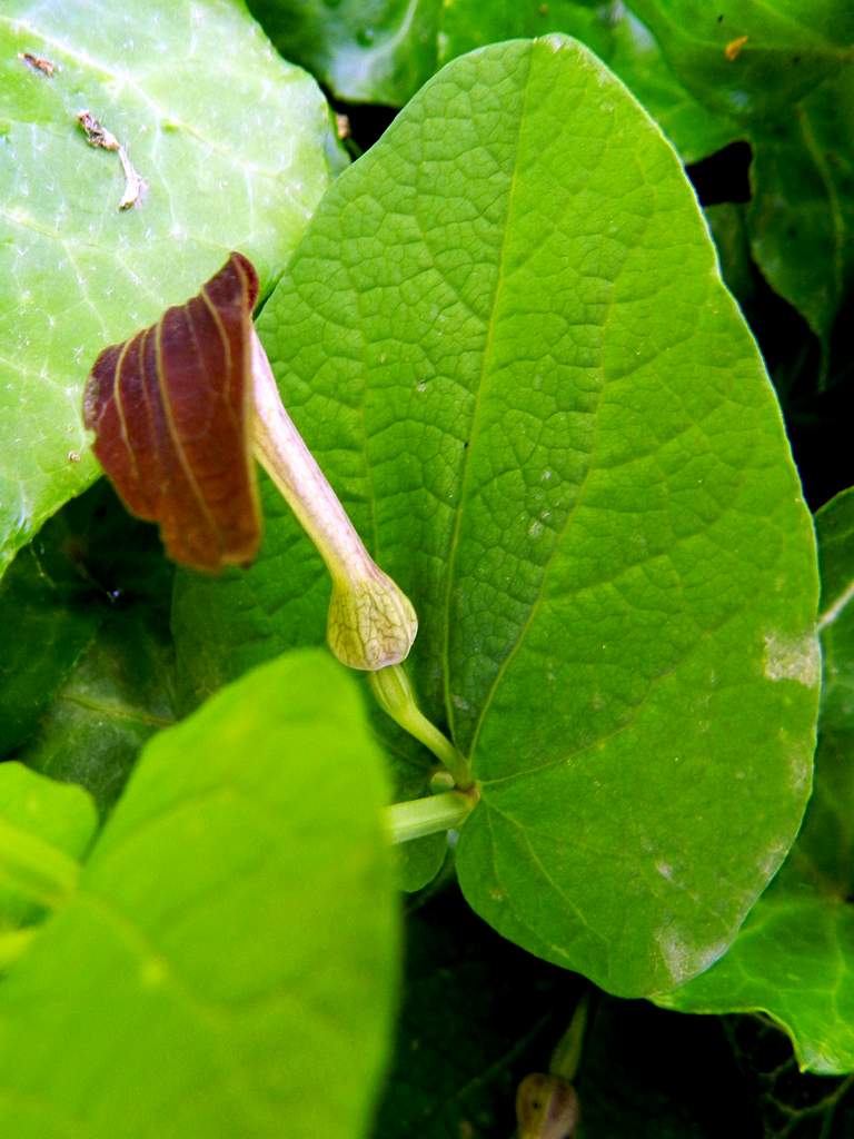 Aristolochia rotunda